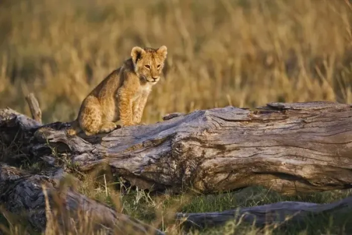 Framed Print : Lion cub on log, Panthera leo, Masai Mara, Kenya Framed Print : Lion cub on log, Panthera leo, Masai Mara, Kenya
