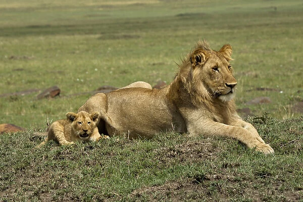 Lion cub with male lion, Masai Mara, Kenya, Africa