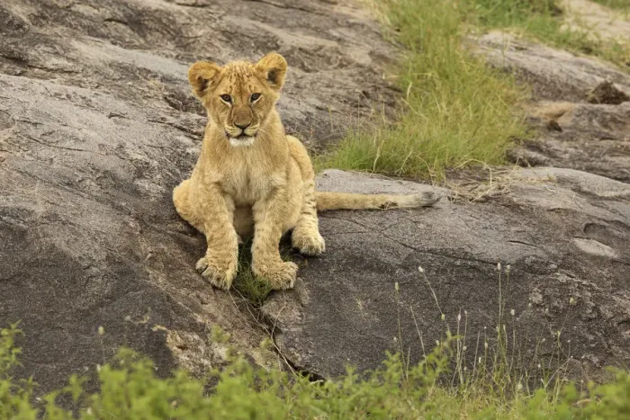 Framed Print : Lion Cub, Panthera leo, Serengeti National Park, Tanzania, Africa Framed Print : Lion Cub, Panthera leo, Serengeti National Park, Tanzania, Africa