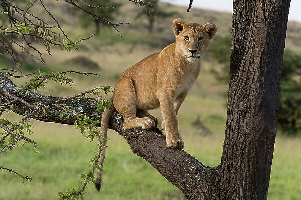 A lion cub, Panthera leo, sitting on the branch of a tree. Masai Mara National Reserve, Kenya, Africa