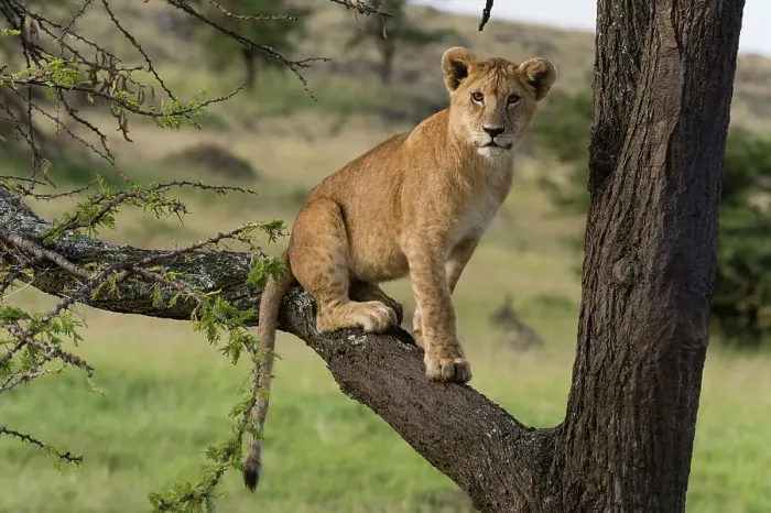 Framed Print : A lion cub, Panthera leo, sitting on the branch of a tree. Masai Mara National Reserve, Kenya, Africa Framed Print : A lion cub, Panthera leo, sitting on the branch of a tree. Masai Mara National Reserve, Kenya, Africa