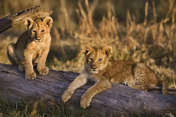 Lion cubs on log, Panthera leo, Masai Mara, Kenya