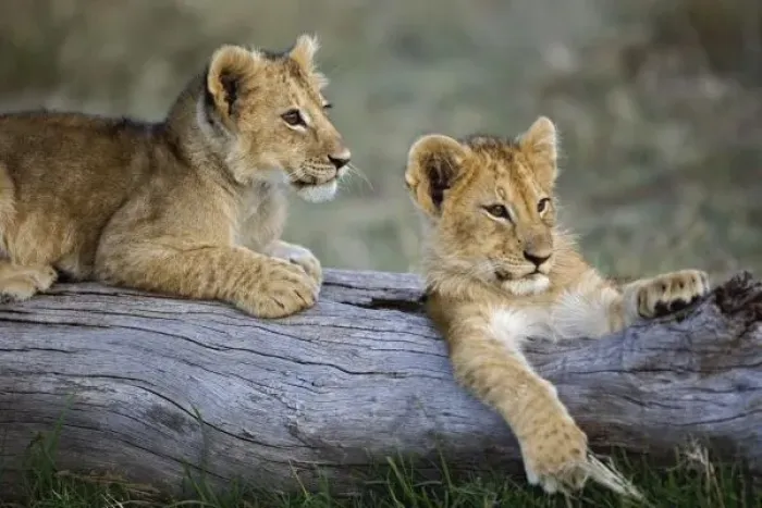 Framed Print : Lion cubs on log, Panthera leo, Masai Mara, Kenya Framed Print : Lion cubs on log, Panthera leo, Masai Mara, Kenya