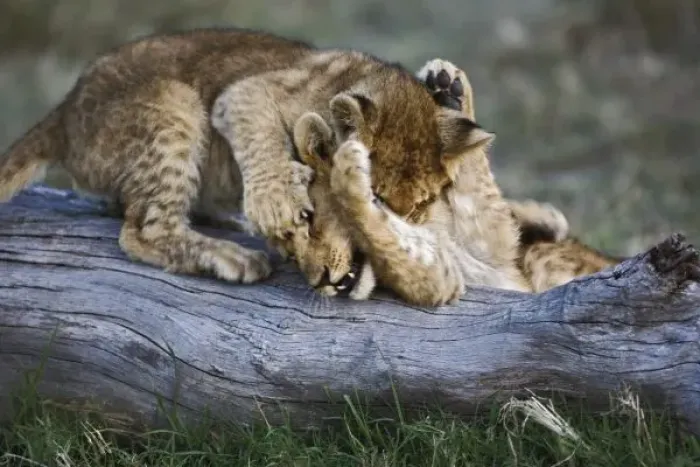 Framed Print : Lion cubs playing