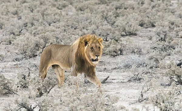 Lion in Etosha National Park. Oshikoto Region, Namibia
