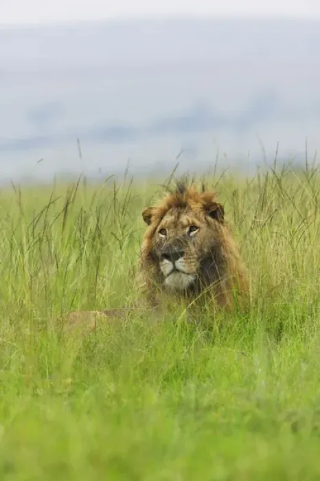 Framed Print : Lion in the grass, Masai Mara National Reserve, Kenya Framed Print : Lion in the grass, Masai Mara National Reserve, Kenya