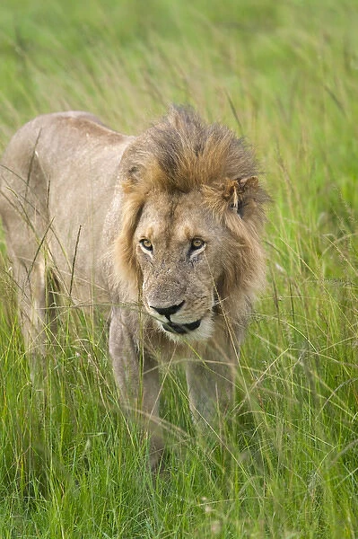 Lion in the grass on the savanah, Masai Mara National Reserve, Kenya