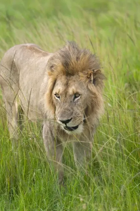 Framed Print : Lion in the grass on the savanah, Masai Mara National Reserve, Kenya