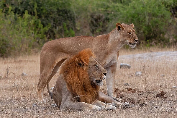 A lion and lioness, Panthera leo, alert but resting together. Chobe National Park, Kasane, Botswana