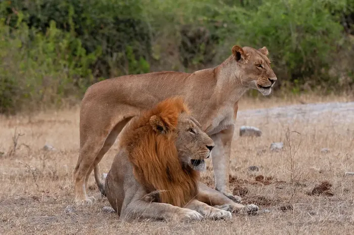 Framed Print : A lion and lioness, Panthera leo, alert but resting together. Chobe National Park, Kasane, Botswana Framed Print : A lion and lioness, Panthera leo, alert but resting together. Chobe National Park, Kasane, Botswana