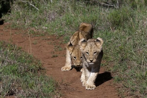 Lion (Panthera leo), Kariega Game Reserve, South Africa