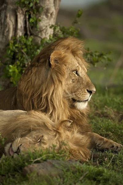 Lion, Panthera leo, Lower Mara, Masai Mara GR, Kenya