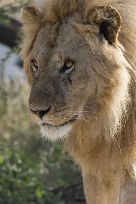 Framed Print : Lion (Panthera leo), Ndutu, Ngorongoro Conservation Area, Serengeti, Tanzania
