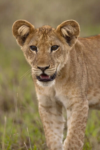 lion (Panthera leo) in the Queen Elizabeth National Park, Uganda, East Africa