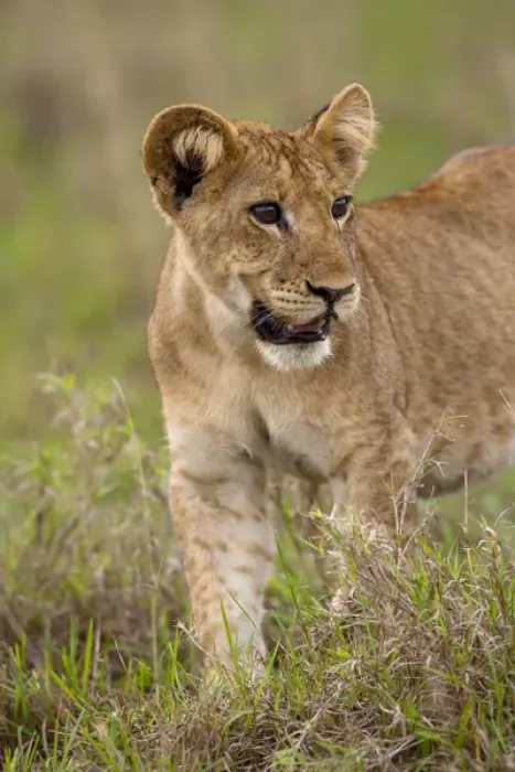 Framed Print : lion (Panthera leo) in the Queen Elizabeth National Park, Uganda, East Africa