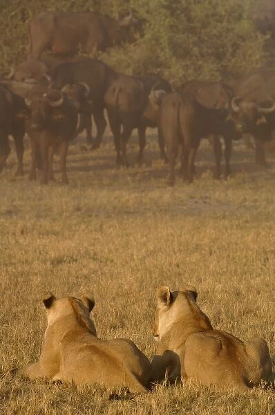 Lion pride (Panthera leo) following the buffalo herd (Syncerus caffer) - which number
