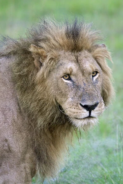 Lion on the savanah, Masai Mara National Reserve, Kenya