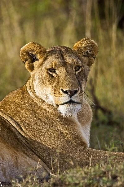 A lion sitting the high grass of the Msai Mara. (RF)