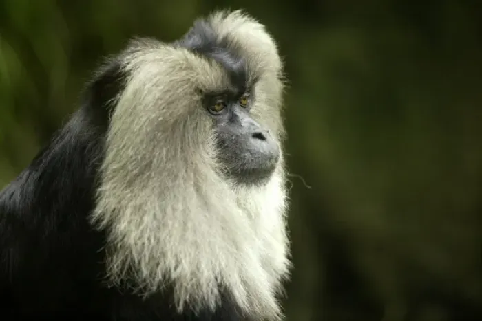 Framed Print : Lion-tailed Macaque (Macaca silenus), Endangered species found in SW India, San Diego Zoo Framed Print : Lion-tailed Macaque (Macaca silenus), Endangered species found in SW India, San Diego Zoo