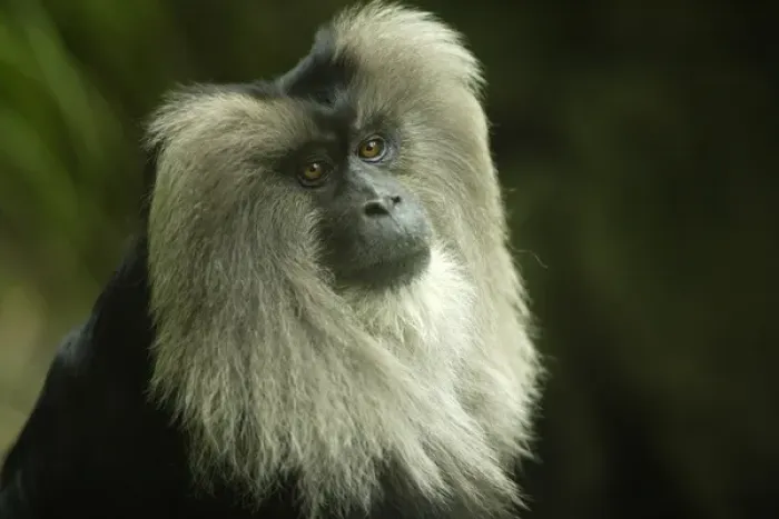 Framed Print : Lion-tailed Macaque Macaca silenus SW India, Endangered specie Framed Print : Lion-tailed Macaque Macaca silenus SW India, Endangered specie