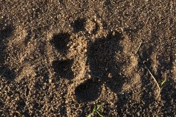 Lion track (Panthera leo), Masai Mara National Reserve, Kenya