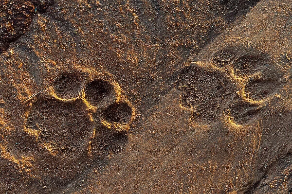 Lion tracks in the sand. Voi, Tsavo National Park, Kenya