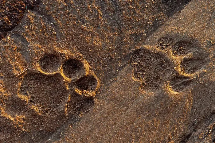 Framed Print : Lion tracks in the sand. Voi, Tsavo National Park, Kenya