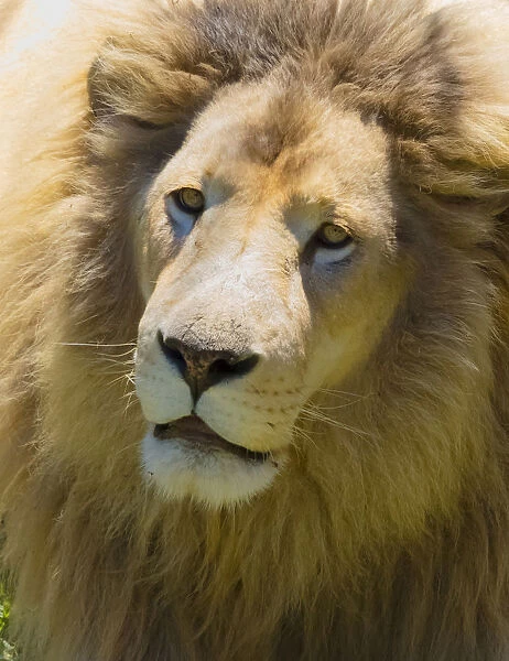 Lion. Western Cape Province, South Africa