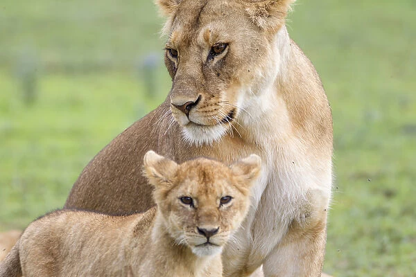 Lioness with its female cub, standing together, side by side, one head under the other