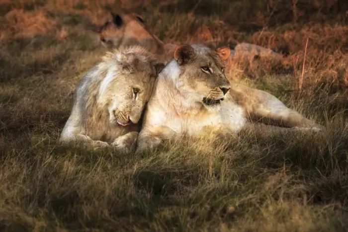 Framed Print : Lioness with juvenile male nuzzling Framed Print : Lioness with juvenile male nuzzling
