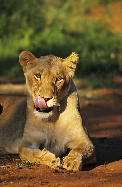 Lioness licking lips in the Kapama Game Reserve, South Africa