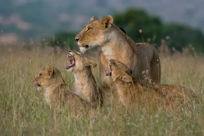 Framed Print : A lioness, Panthera leo, greeted by the her cubs upon her return, Masai Mara, Kenya. Kenya Framed Print : A lioness, Panthera leo, greeted by the her cubs upon her return, Masai Mara, Kenya. Kenya