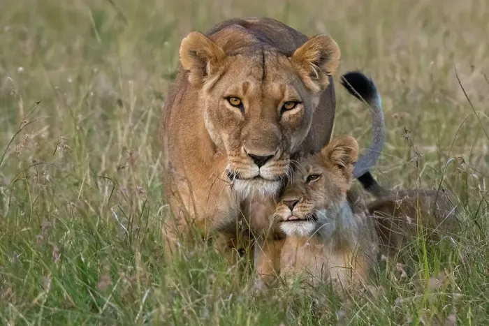 Framed Print : A lioness, Panthera leo, greeted by the her cubs upon her return, Masai Mara, Kenya. Kenya