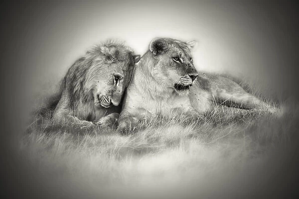 Lioness and son nuzzling in monochrome sepia