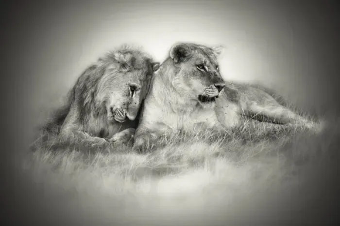 Framed Print : Lioness and son nuzzling in monochrome sepia Framed Print : Lioness and son nuzzling in monochrome sepia