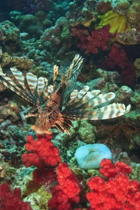 Framed Print : Lionfish (Pterios volitans), Rainbow Reef near Taveuni Island, Fiji, South Pacific Framed Print : Lionfish (Pterios volitans), Rainbow Reef near Taveuni Island, Fiji, South Pacific