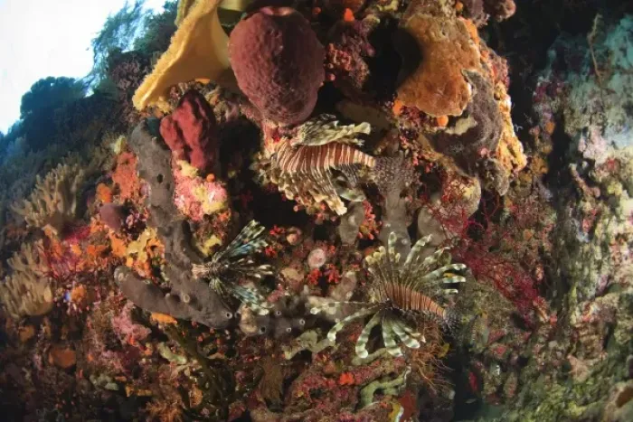 Framed Print : Lionfish (Pterios volitans), Scuba Diving at Tukang Besi  /  Wakatobi Archipelago Marine Preserve