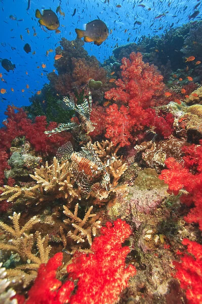 Lionfish (Pterios volitans) surrounded by lush Soft Corals (Dendronepthya sp. ) and Anthias fish