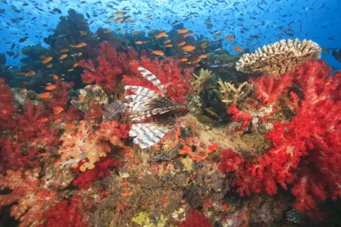 Framed Print : Lionfish (Pterios volitans) surrounded by lush Soft Corals (Dendronepthya sp. ) and Anthias fish