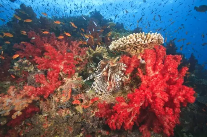Framed Print : Lionfish (Pterios volitans) surrounded by lush Soft Corals (Dendronepthya sp. ) and Anthias fish