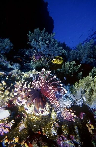 Lionfish (Pterois voliants) by corals and Red Sea Racoon Butterflyfish (Chaetodon