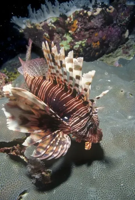 Framed Print : Lionfish (Turkeyfish), Pterois volitans, at Daedalus Reef (Abu el-Kizan), Red Sea, Egypt Framed Print : Lionfish (Turkeyfish), Pterois volitans, at Daedalus Reef (Abu el-Kizan), Red Sea, Egypt