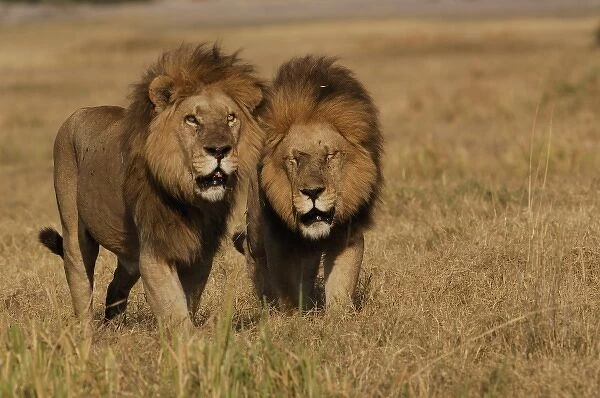 Lions (Panthera leo) These are the Duba pride males. Duba Plains. Okavango Delta