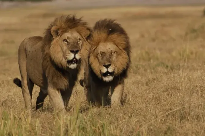 Framed Print : Lions (Panthera leo) These are the Duba pride males. Duba Plains. Okavango Delta