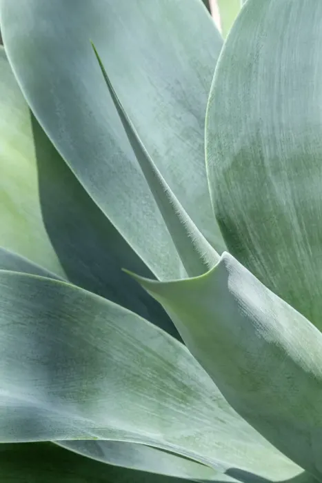 Framed Print : Lions tail, agave Framed Print : Lions tail, agave