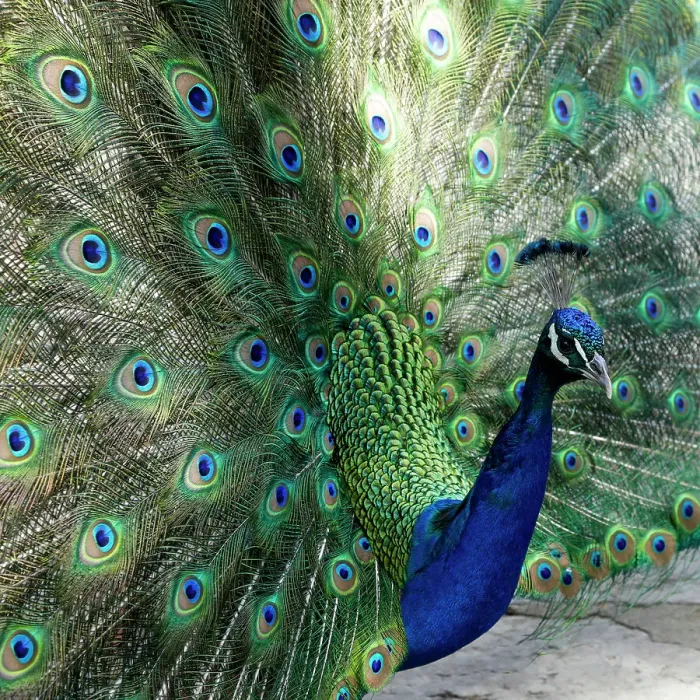 Framed Print : Lisbon, Portugal. Castelo Sao Jorge. Peacocks reside on the castle grounds. Males showing off their plumage, spring mating season