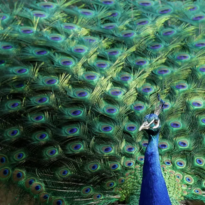 Framed Print : Lisbon, Portugal. Castelo Sao Jorge. Peacocks reside on the castle grounds. Males showing off their plumage, spring mating season Framed Print : Lisbon, Portugal. Castelo Sao Jorge. Peacocks reside on the castle grounds. Males showing off their plumage, spring mating season