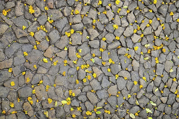Lisbon, Portugal. Yellow flower petals on the ground