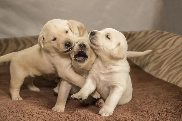 Litter of one month old Yellow Labrador puppies playing. (PR)