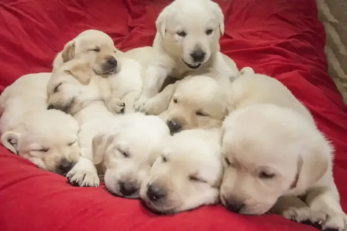 Framed Print : Litter of one month old Yellow Labrador puppies. (PR) Framed Print : Litter of one month old Yellow Labrador puppies. (PR)